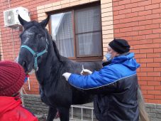 В Курске вакцинировали около 200 лошадей