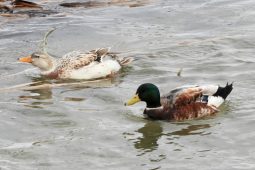 В Курской области насчитали более 3 тысяч водоплавающих птиц