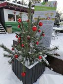 Елочное такси очистит Курск от срубленных новогодних деревьев