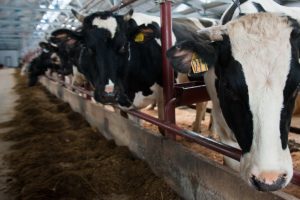 В Конышевском районе Курской области выявили очаг лейкоза крупного рогатого скота