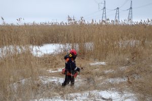 В Курской области от зарослей камыша очистят  линии электропередачи