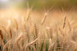 В Курской области выявили 1020 тонн зараженной пшеницы