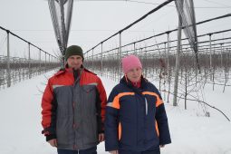 В Курской области появится новый яблоневый сад интенсивного типа