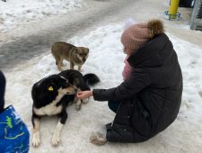 Курские зоозащитники помешали отлову бродячих собак на проспекте Клыкова