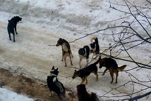 В Курске СК проверит факт нападения бродячих собак на подростка