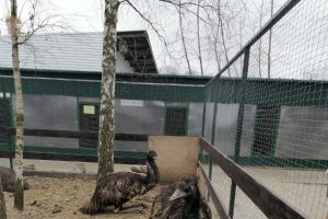 В Курчатове приостановил работу птичий парк