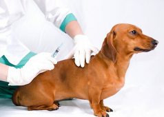 Куряне смогут сделать бесплатные прививки от бешенства домашним животным