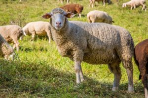 В Курской области хозяйка овец заплатит за поврежденную в ДТП машину