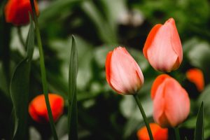 В Курске ищут подрядчика для озеленения города