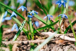 Курянам напомнили о запрете срывать первоцветы