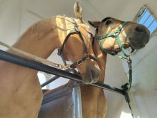 В Курскую область привезли двух лошадей из Германии