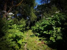 С начала 2025 года в Курске обнаружили 11 очагов борщевика