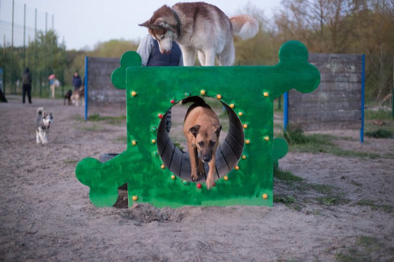 Погулять в курске. Парк для собак Курск. Место для выгула собак в Германии. Царицынский парк выгул собак. Собака гармошка Томи.