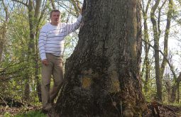 Ясень из Курска может стать одним из самых старых деревьев Европы