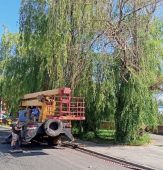 В Георгиевском сквере Курска спилят 36 аварийных деревьев