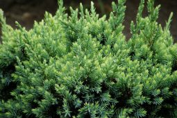 В Курске полиция ищет таксиста, который купил краденый можжевельник