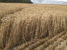 В Курской области завершилась уборка зерновых