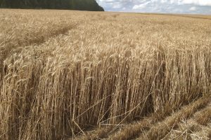 В Курской области собрали 1,5 миллиона тонн зерна