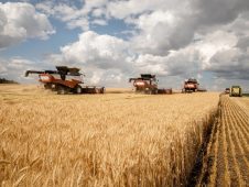 В 2022 году курские фермеры получили гранты на 116 млн рублей