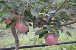 В Мантуровском районе Курской области соберут 23 тонны яблок
