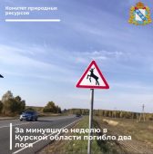 В Курской области за неделю два лося погибли в ДТП