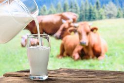 Курская область вошла в число лидеров по надоям молока