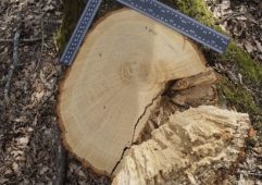 Курянина оштрафовали почти на 500 тысяч рублей за незаконную рубку деревьев