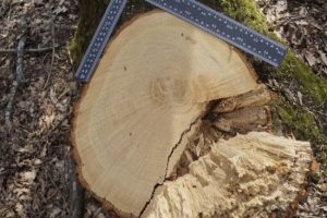 Курянина оштрафовали почти на 500 тысяч рублей за незаконную рубку деревьев