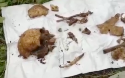 Курские поисковики нашли новые останки в Знаменской роще