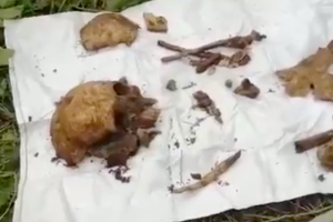 Поисковики нашли захоронения времен войны