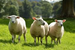 В Курской области съели лес козы и овцы, которых «не было»