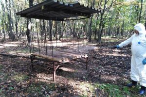 В Железногорске Курской области выявили 2 очага африканской чумы свиней