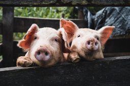 В Курской области из-за вспышки АЧС изъяли 52 свиньи