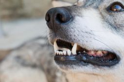 Куряне в соцсетях пишут о травле собак в Железнодорожном округе Курска