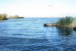 В Курское водохранилище запустили 6 тысяч мальков толстолобика