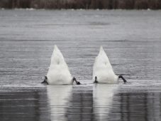 В Курской области появилось лебединое озеро