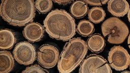 В Железногорске незаконно вырубили деревья на сумму 4 млн рублей