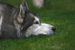 Житель Курской области заколол хаски вилами и попал под суд