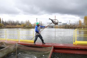 В водоём Курской АЭС выпущено 12 тысяч особей растительноядных рыб