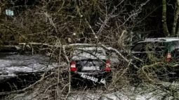 В Курске дерево упало на припаркованные машины
