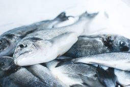 Курское предприятие заплатит 12 млн рублей за массовую гибель рыбы