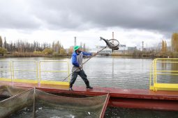 В водоём Курской АЭС выпустили 2,5 тонны толстолобика и белого амура