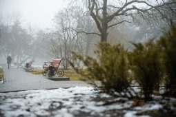 В Курске за 2022 год снесли почти 1,5 тысяч аварийных деревьев
