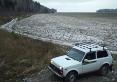 В Курской области браконьеры застрелили двух косуль