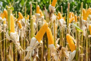 В Курской области планируют поставить рекорд по урожаю зерновых