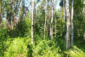 В Курской области утверждены 3 новых памятника природы и 1 охранная зона
