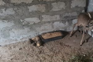 Косулёнок пришёл  к людям