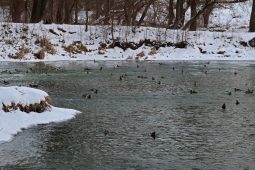 3108 водоплавающих птиц зимовали в Курской области