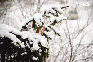 В Курской области ожидается резкое похолодание до -15°С