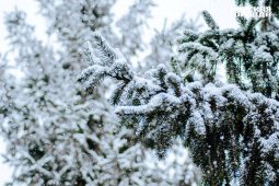 В Курской области 27 февраля ожидаются мокрый снег и 2 градуса тепла